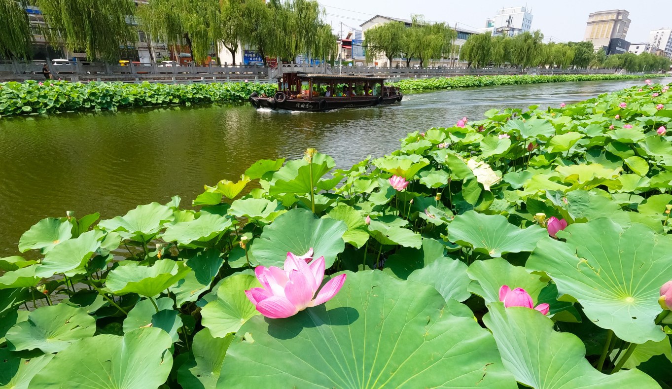 荷花綻放 夏意滿(mǎn)塘