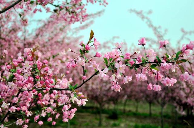 陽(yáng)春三月美如畫(huà) 醉美許都花似海